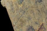 Pennsylvanian Fossil Fern Plate - Kinney Quarry, NM #80517-4